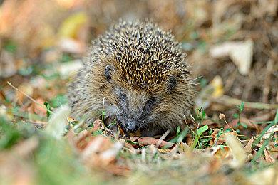 国行版PS5新配色手柄1月14日发售 官方售价599元